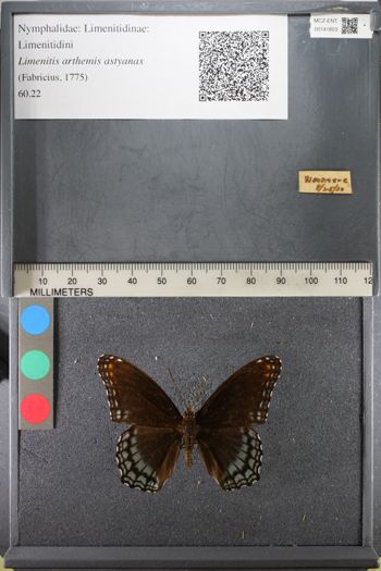 Media type: image;   Entomology 141853